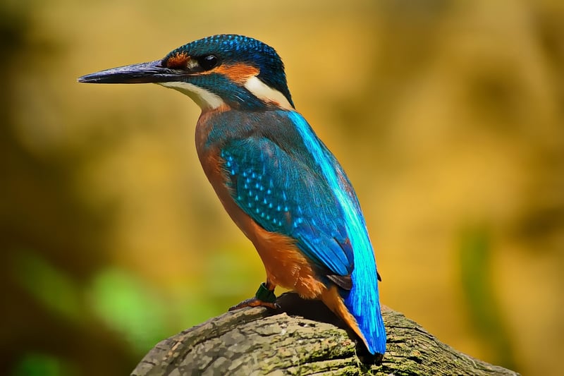 Wildlife Conservation